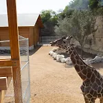 San Antonio Zoo - Spekboom Giraffe Lodge