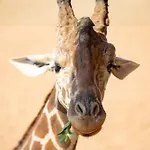 San Antonio Zoo - Spekboom Giraffe Lodge