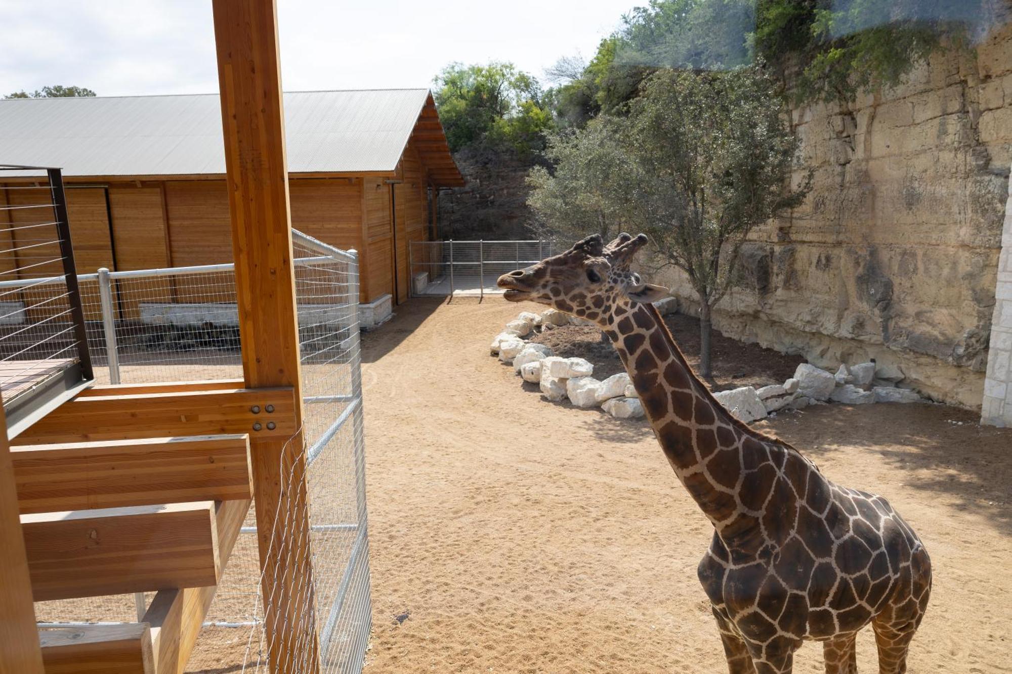 Zoo - Spekboom Giraffe Lodge San Antonio
