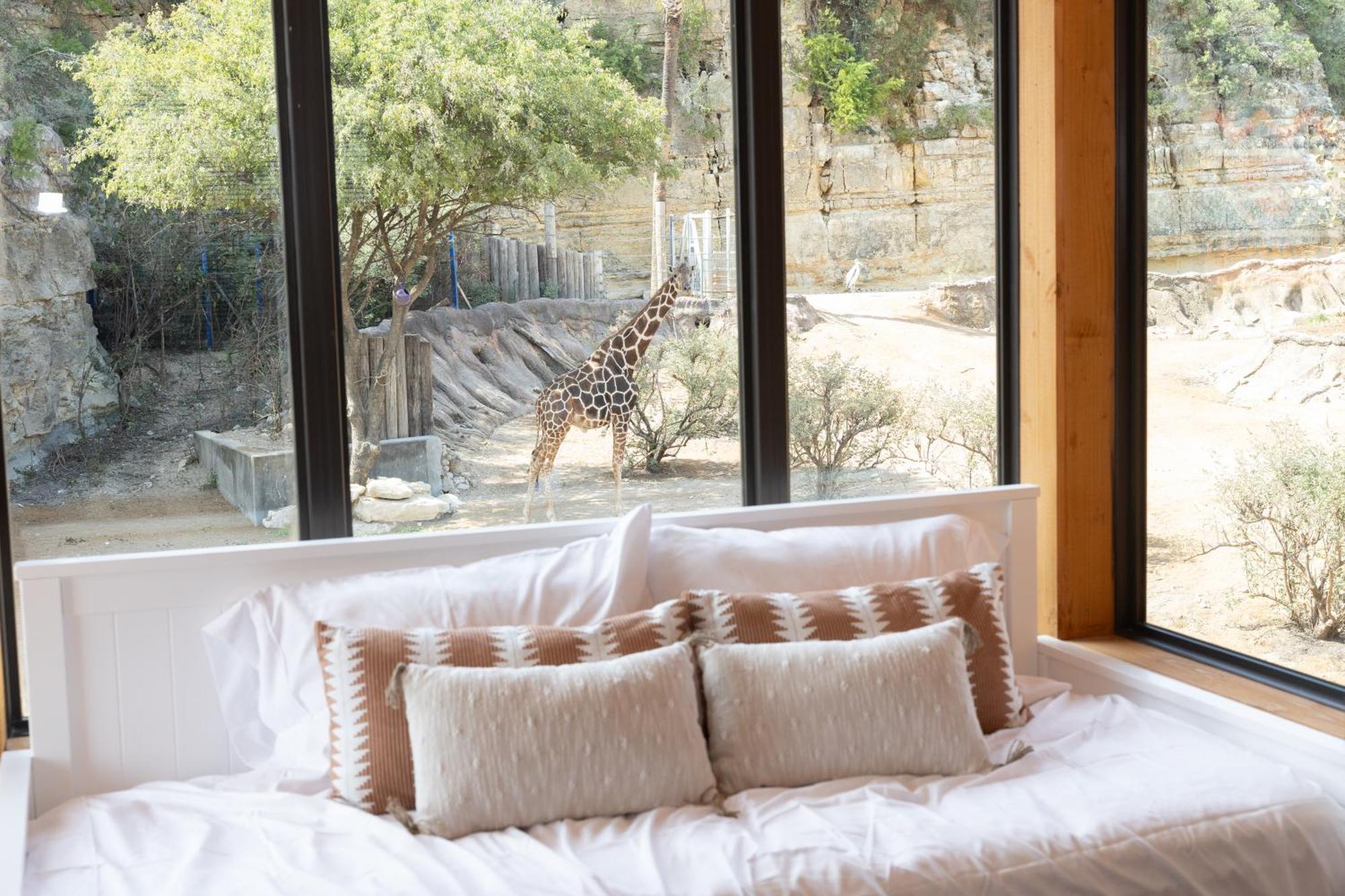 Lodge Zoo - Spekboom Giraffe *