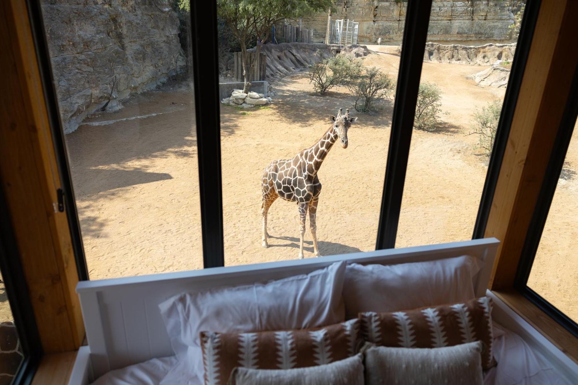 Zoo - Spekboom Giraffe San Antonio
