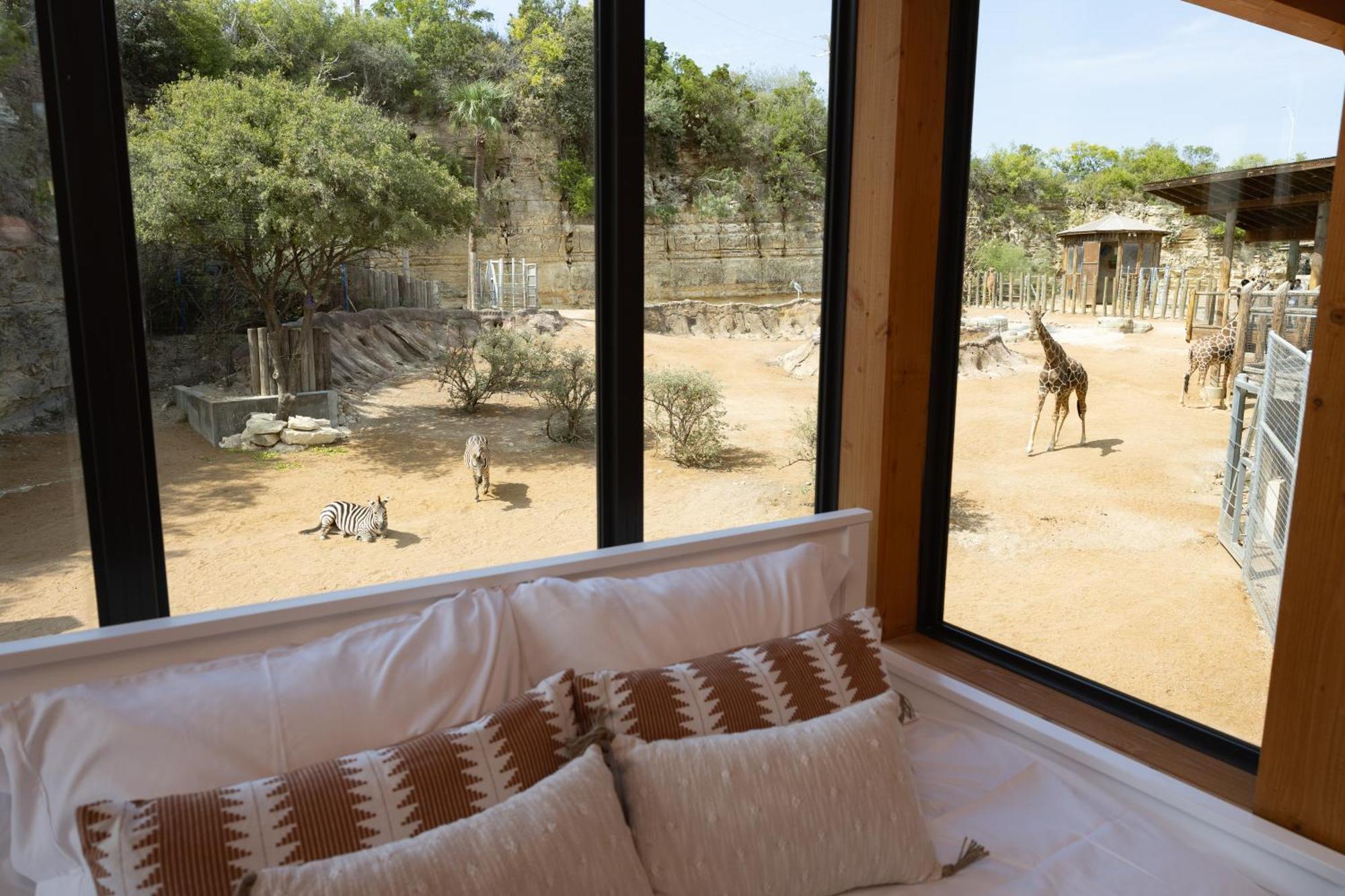 Zoo - Spekboom Giraffe