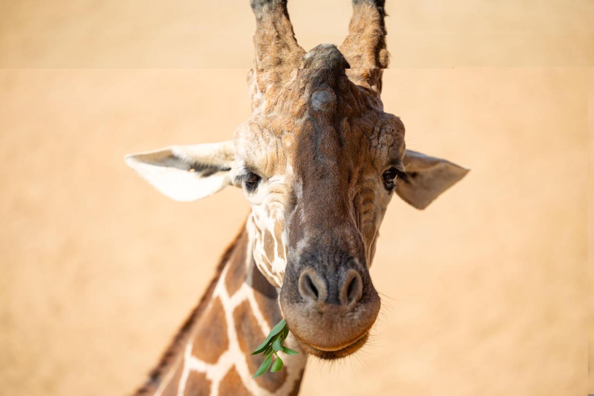 Zoo - Spekboom Giraffe Lodge San Antonio