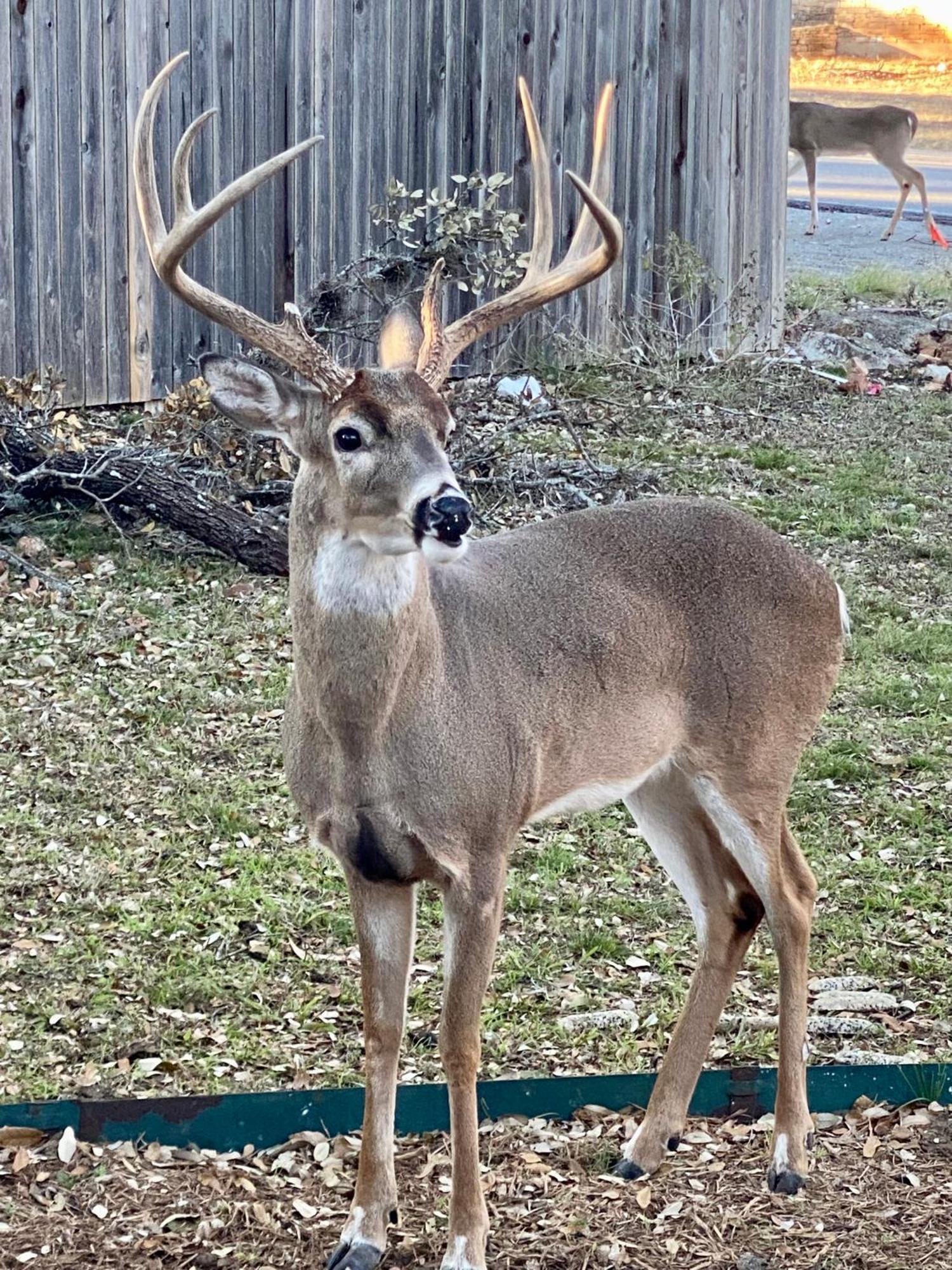 Holiday home Antlers - A Birdy Vacation *