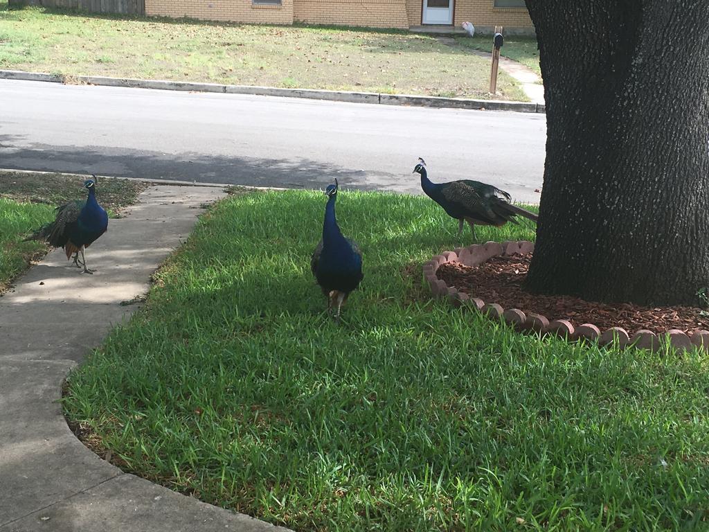 The Peacock House *