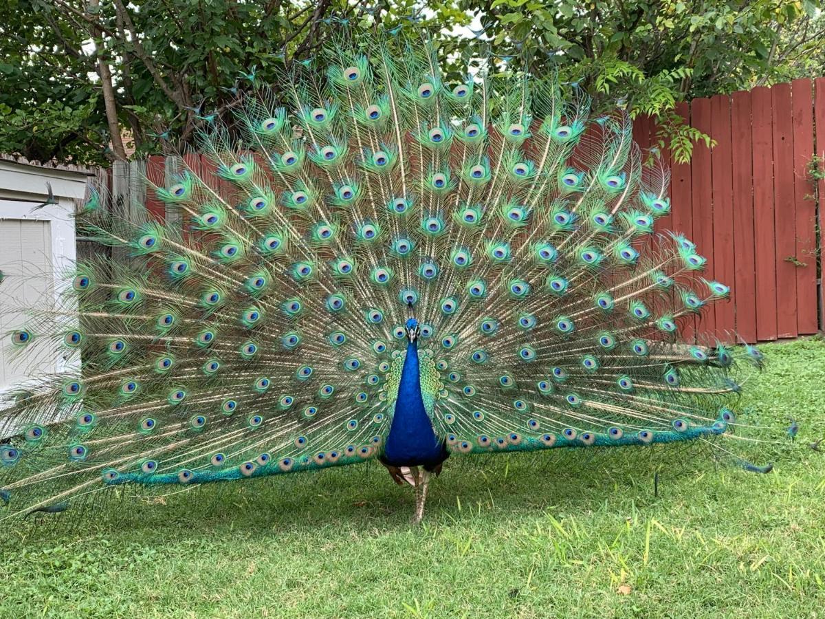 Holiday home The Peacock House San Antonio