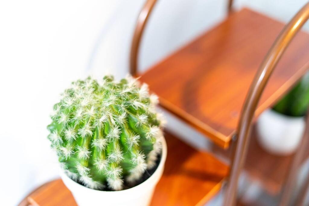 Cacti - Cactyou - Cactus * San Antonio