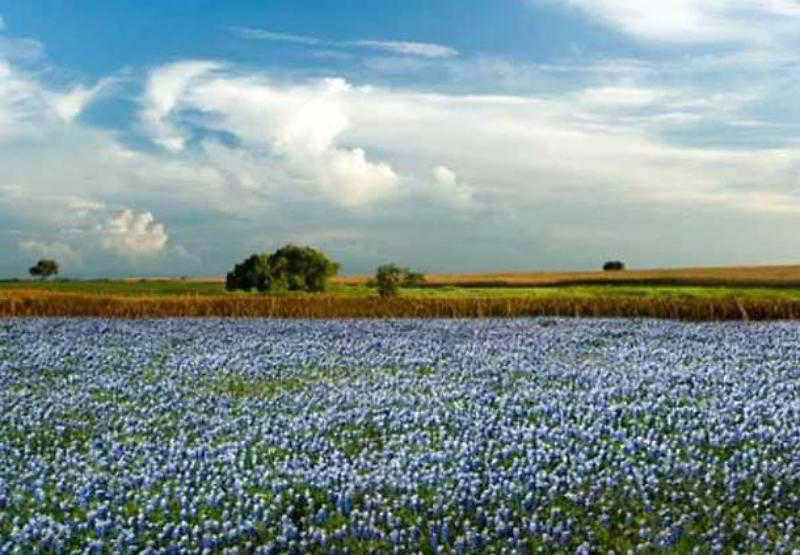 Hotel By Marriott Airport/alamo Heights