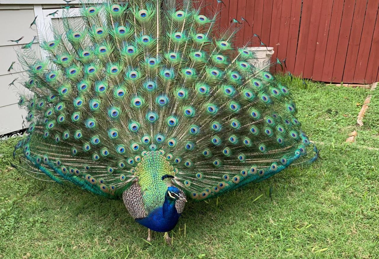 Holiday home The Peacock House